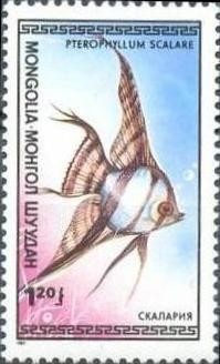Colnect-918-351-Freshwater-Angelfish-Pterophyllum-scalare.jpg