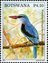 Colnect-1424-359-Woodland-Kingfisher-Halcyon-senegalensis.jpg