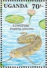 Colnect-1714-690-African-Lungfish-Protopterus-annectens.jpg
