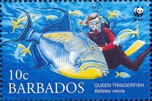 Colnect-1745-696-Queen-Triggerfish-Balistes-vetula.jpg