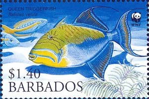 Colnect-1745-700-Queen-Triggerfish-Balistes-vetula.jpg