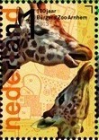 Colnect-1485-541-Rothschild-Giraffe-Giraffa-camelopardalis-rothschildi.jpg