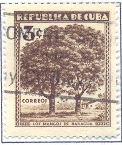 Colnect-2504-730-Mango-trees-at-Baragua.jpg