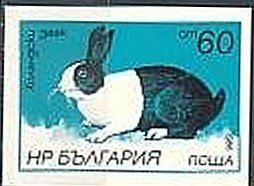 Colnect-1795-908-Dutch-Rabbit-Oryctolagus-cuniculus-forma-domestica---Imper.jpg