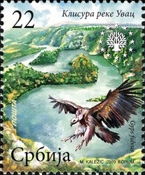 Colnect-496-242-Griffon-Vulture-Gyps-fulvus-in-Uvac-River-Gorge.jpg