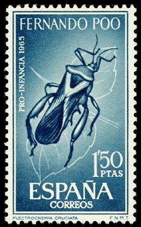 Colnect-1673-206-Squash-Bug-Plectrocnemia-cruciata.jpg