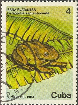 Colnect-679-260-Cuban-Treefrog-Osteopilus-septentrionalis.jpg