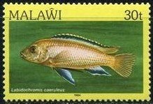 Colnect-1734-798-Blue-Streak-Hap-Labidochromis-caeruleus.jpg