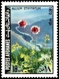Colnect-2163-192-Persian-shallot-Allium-stipitatum.jpg