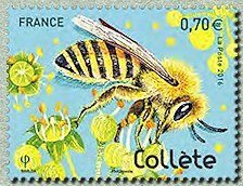 Colnect-3312-444-Cellophane-Bee-Colletes-sp-.jpg