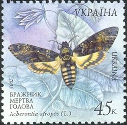 Colnect-579-220-Death-s-head-Hawk-moth-Acherontia-atropos.jpg