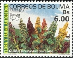 Colnect-1410-307-Quinua-Chenopodium-Quinoa-Willd.jpg