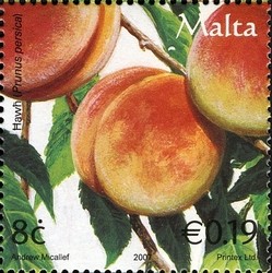 Colnect-657-675-Peaches-Prunus-persica.jpg