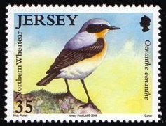 Colnect-706-331-Northern-Wheatear-Oenanthe-oenanthe.jpg