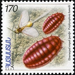 Colnect-2094-464-Armenian-Cochineal-Porphyrophora-hamelii.jpg