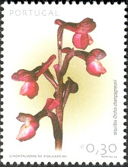Colnect-568-015-Orchis-champagneuxii.jpg