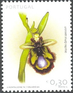Colnect-568-021-OrchidOphrys-speculum.jpg