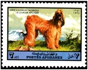 Colnect-2161-062-Afghan-Hound-Canis-familiaris.jpg