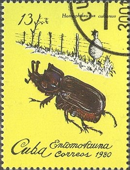 Colnect-660-286-Beetle-Homophileurus-cubanus.jpg