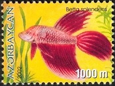 Colnect-1603-515-Siamese-Fighting-Fish-Betta-splendens.jpg
