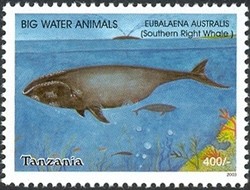 Colnect-1690-101-Southern-Right-Whale-Eubalaena-australis.jpg