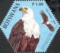 Colnect-1424-507-African-Fish-eagle-Haliaeetus-vocifer.jpg