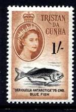 Colnect-1772-251-Bluefish-Seriolella-antarctica.jpg