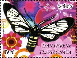 Colnect-2360-143-Tiger-Moth-Isanthrene-flavizonata.jpg