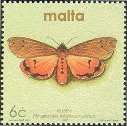 Colnect-657-486-Maltese-Ruby-Tiger-Moth-Phragmatobia-fuliginosa-melitensis.jpg