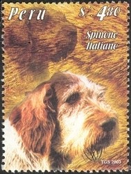 Colnect-1557-491-Spinone-Italiano-Canis-lupus-familiaris.jpg