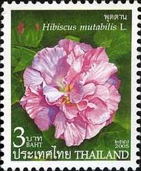 Colnect-1667-844-Hibiscus-mutabilis.jpg