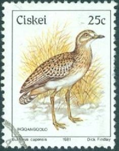 Colnect-1265-924-Spotted-Thick-knee-Burhinus-capensis.jpg