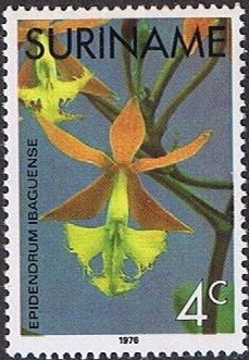 Colnect-1259-421-Epidendrum-Ibaguense.jpg