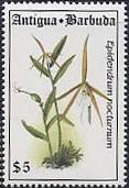 Colnect-1753-189-Epidendrum-nocturnum.jpg