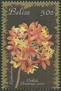 Colnect-1949-245-Epidendrum-hawkesii.jpg