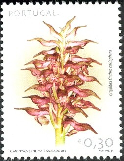 Colnect-568-018-OrchidOrchis-coriophora.jpg