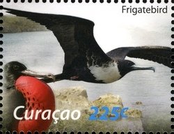 Colnect-1628-962-Magnificent-Frigatebird-Fregata-magnificens.jpg