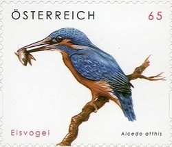 Colnect-1000-564-Common-Kingfisher-Alcedo-atthis.jpg