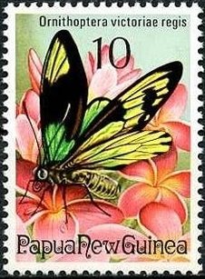 Colnect-1255-877-Queen-Victoria-Birdwing-Ornithoptera-victoriae-ssp-regis.jpg