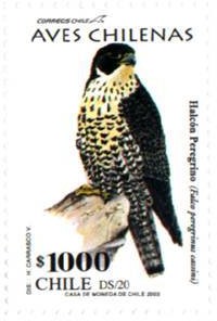Colnect-578-450-South-American-Peregrine-Falcon-Falco-peregrinus-cassini.jpg