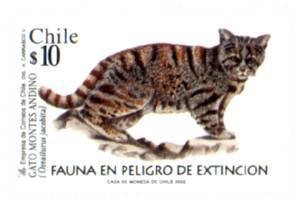 Colnect-583-575-Andean-Mountain-Cat-Oreailurus-jacobita-.jpg