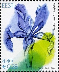 Colnect-420-738-Iris-latifolia.jpg
