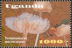 Colnect-1714-362-Termitomyces-microcarpus.jpg