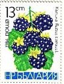 Colnect-1784-767-Blackberry-Rubus-caesius.jpg