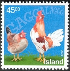 Colnect-439-653-Icelandic-Chicken-Gallus-gallus-domesticus.jpg