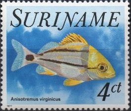 Colnect-2637-384-Atlantic-Porkfish-Anisotremus-virginicus.jpg