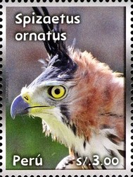 Colnect-2360-140-Ornate-Hawk-eagle-Spizaetus-ornatus.jpg