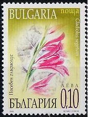 Colnect-1823-798-Gladiolus-segetum.jpg