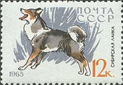 Colnect-885-189-East-Siberian-Laika-Canis-lupus-familiaris.jpg