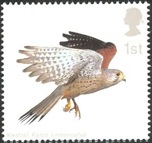 Colnect-1800-075-Common-Kestrel-Falco-tinnunculus-with-Wings-folded.jpg